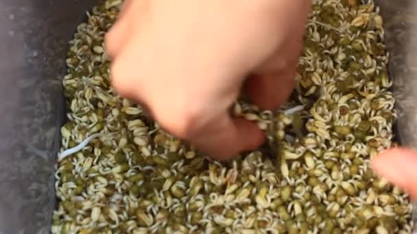 빨간 바구니에 손 놓기 콩나물 — 비디오