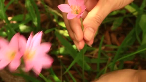 Χέρι μάζευε λουλούδια — Αρχείο Βίντεο