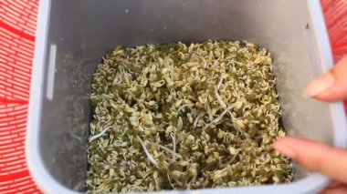 El damla lahanası Kırmızı sepet içine