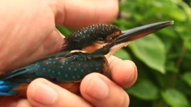 Kingfisher kuş ağaç makro yakın çekim 