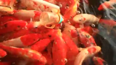 Gölde balık besleme 