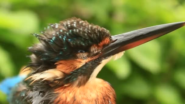 Kingfisher πουλί σε δέντρο μακροεντολή κοντινό πλάνο — Αρχείο Βίντεο