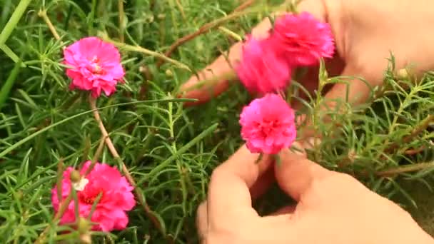 Mão escolhendo flores — Vídeo de Stock