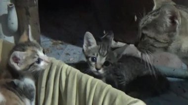 Evdeki ve eldeki kedi yavruları