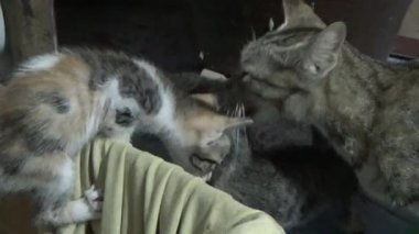 Evdeki ve eldeki kedi yavruları