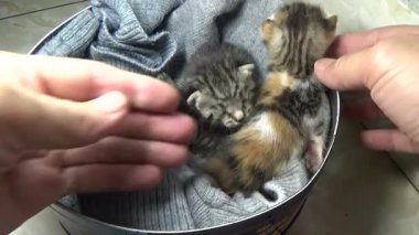 Evdeki ve eldeki kedi yavruları