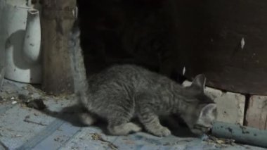 Evdeki ve eldeki kedi yavruları