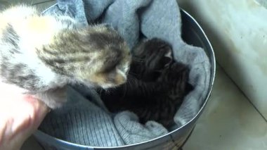 Evdeki ve eldeki kedi yavruları