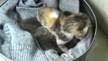 Evdeki ve eldeki kedi yavruları