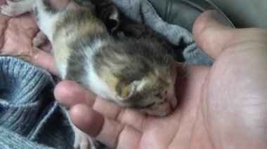 Evdeki ve eldeki kedi yavruları