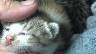 Evdeki ve eldeki kedi yavruları