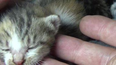 Evdeki ve eldeki kedi yavruları