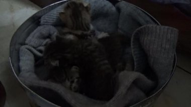 Evdeki ve eldeki kedi yavruları