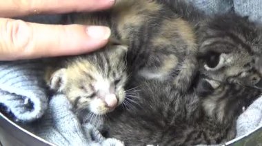 Evdeki ve eldeki kedi yavruları