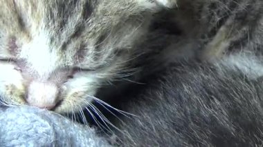 Evdeki ve eldeki kedi yavruları