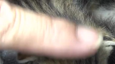 Evdeki ve eldeki kedi yavruları