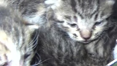 Evdeki ve eldeki kedi yavruları