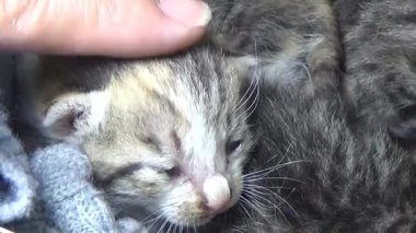 Evdeki ve eldeki kedi yavruları