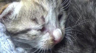 Evdeki ve eldeki kedi yavruları