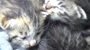 Evdeki ve eldeki kedi yavruları