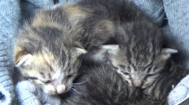 Evdeki ve eldeki kedi yavruları