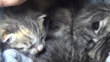 Evdeki ve eldeki kedi yavruları