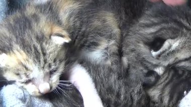 Evdeki ve eldeki kedi yavruları