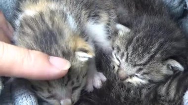 Evdeki ve eldeki kedi yavruları