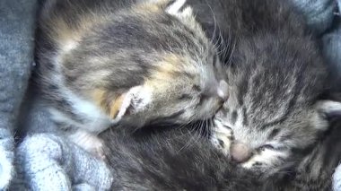 Evdeki ve eldeki kedi yavruları