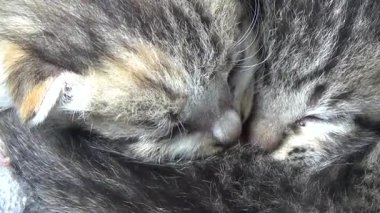 Evdeki ve eldeki kedi yavruları