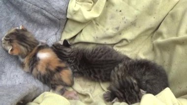 Evdeki ve eldeki kedi yavruları