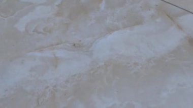 Evdeki ve eldeki kedi yavruları