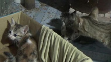 Evdeki ve eldeki kedi yavruları