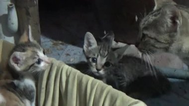 Evdeki ve eldeki kedi yavruları