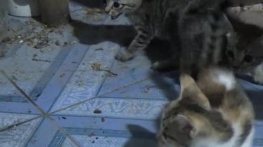 Evdeki ve eldeki kedi yavruları