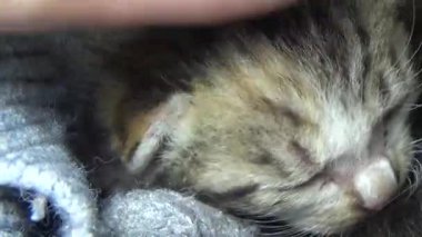 Evdeki ve eldeki kedi yavruları