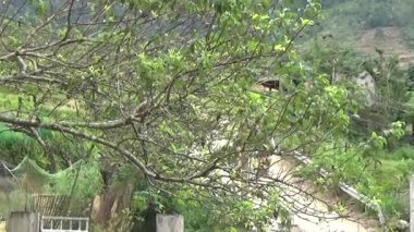 Vietnam dağlarındaki köy.