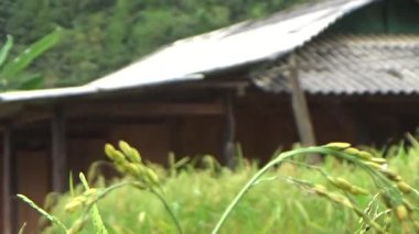 Vietnam dağlarındaki köy.