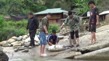 28 Ekim 2025. Mu Cang Chai, Yen Bai, Vietnam. Dağ çiftçileri derenin kıyısında domuz kesiyor.