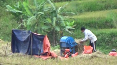 Vietnam dağındaki pirinç tarlaları