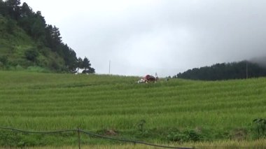 Vietnam dağındaki pirinç tarlaları