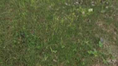 Vietnam dağındaki pirinç tarlaları