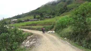 Vietnam dağındaki pirinç tarlaları