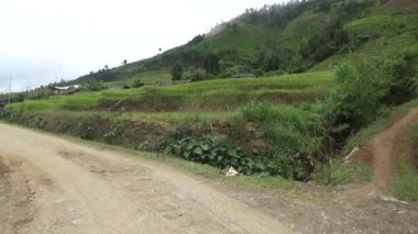 Vietnam dağındaki pirinç tarlaları