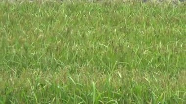 Vietnam dağındaki pirinç tarlaları