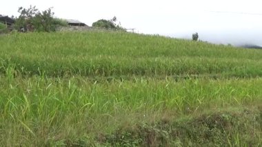 Vietnam dağındaki pirinç tarlaları