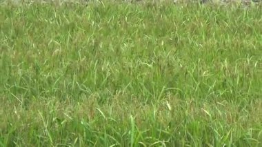 Vietnam dağındaki pirinç tarlaları