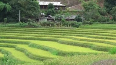 Vietnam dağındaki pirinç tarlaları