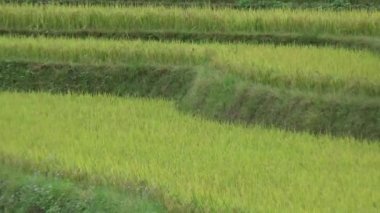 Vietnam dağındaki pirinç tarlaları