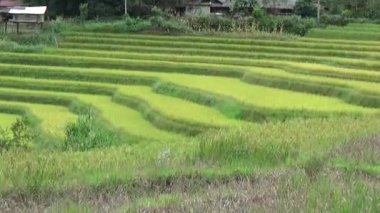 Vietnam dağındaki pirinç tarlaları